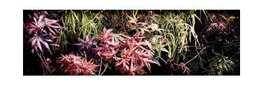 Leaves