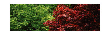Maples