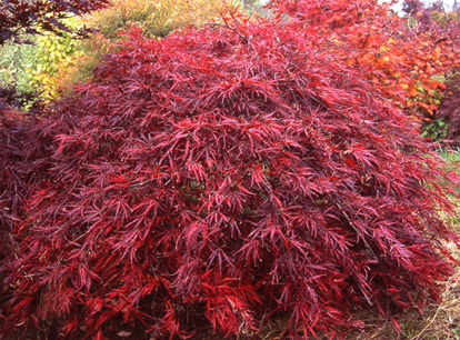 japanese maples catalog japanese maples catalog