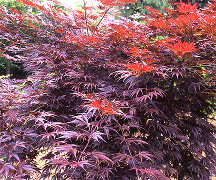 japanese maples catalog japanese maples catalog