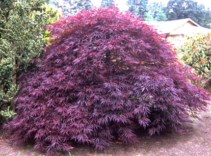 japanese maples catalog japanese maples catalog
