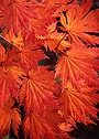 Fall leaves