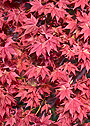 Fall color.