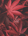 Japanese Maples | Catalog